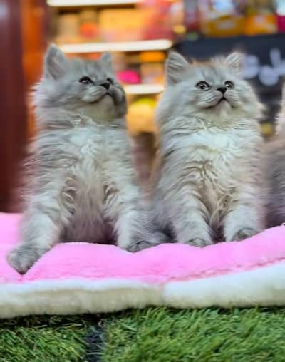Persian Kittens |Blue Eyes|3 coted |Cat Baby OƷ48029O146 ωtsap