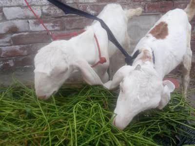 Pair of Goats