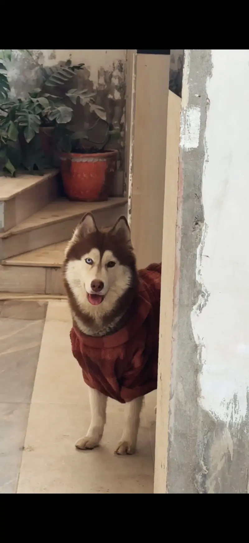 Healthy ,active and playfull dog woolly coat husky