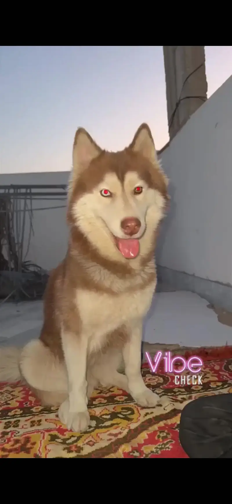 Healthy ,active and playfull dog woolly coat husky — photo 2
