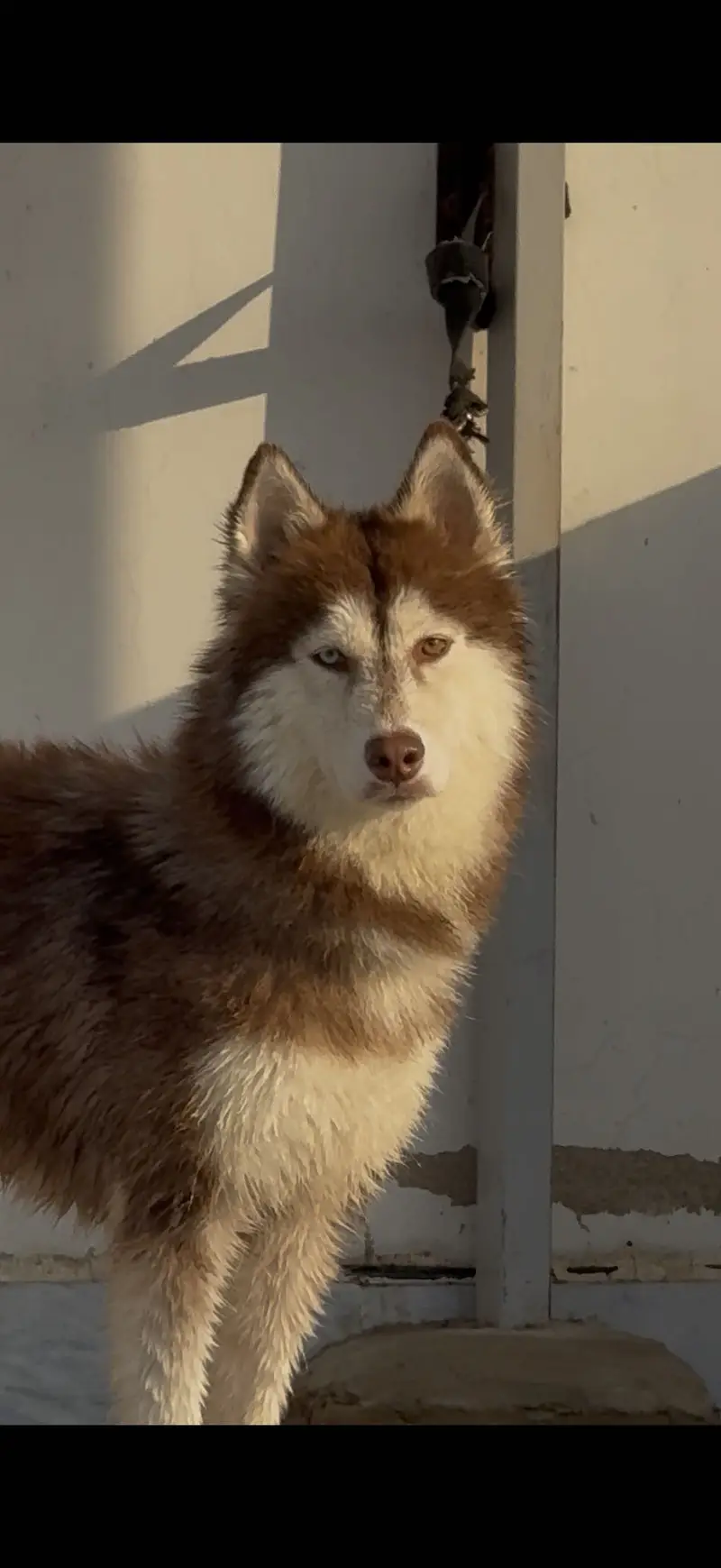 Healthy ,active and playfull dog woolly coat husky — photo 3