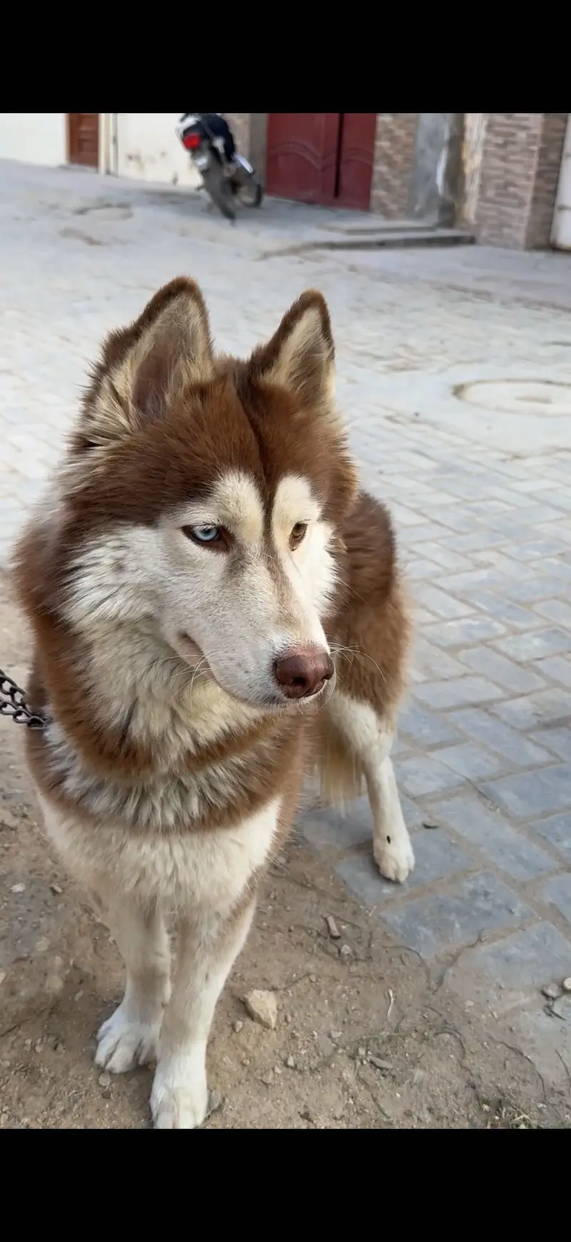 Healthy ,active and playfull dog woolly coat husky — photo 4