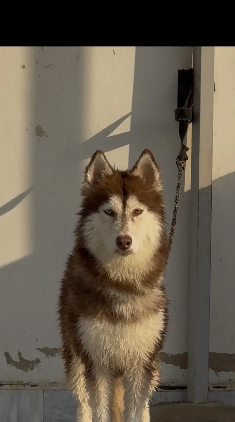 Healthy ,active and playfull dog woolly coat husky — photo 6
