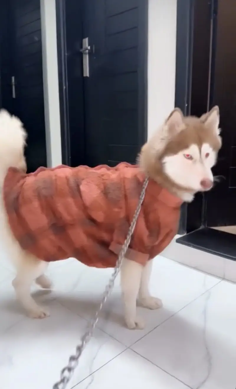 Healthy ,active and playfull dog woolly coat husky — photo 7