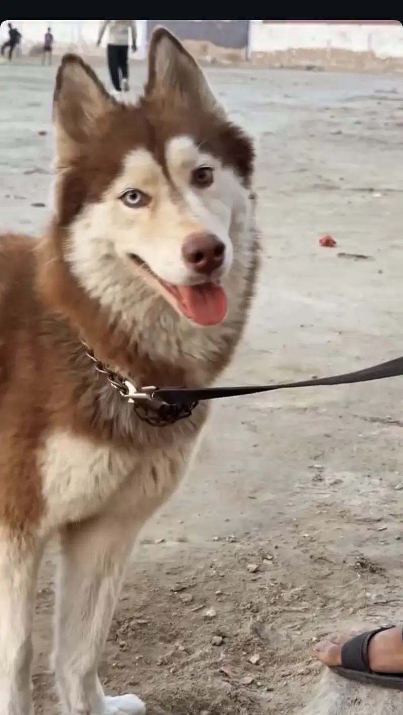 Healthy ,active and playfull dog woolly coat husky — photo 8