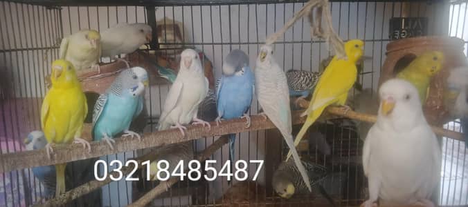Breeding Budgies for sale 600 Rs per piece, very low price