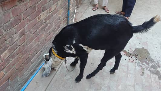 Beautiful Bakra