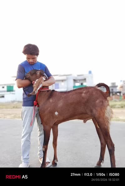 pure desi bakra