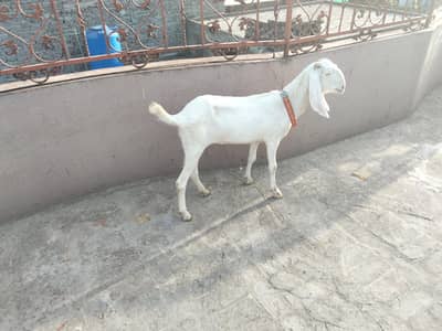 rajanpurui nasal ki female ha