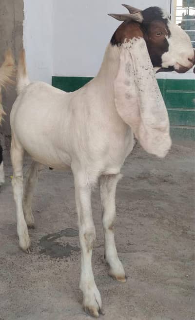 Bakra for sale