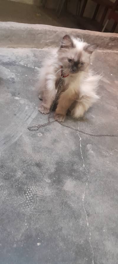 Himalian and persioan Breed . Very Innocent pet Cat