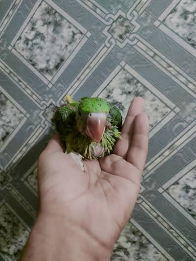 beautiful raa ka bacha