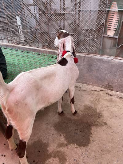 Bakra Munda 2 Daant Khassi