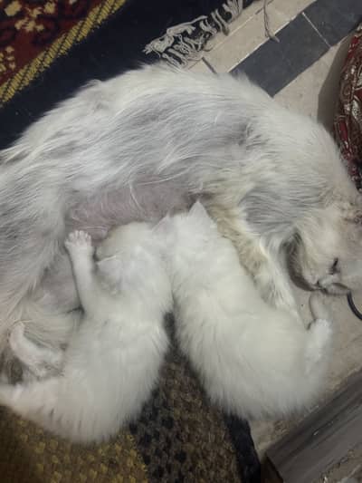 persion cat with 2 babys