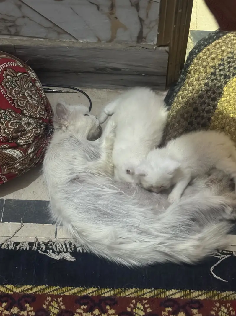 persion cat with 2 babys — photo 2