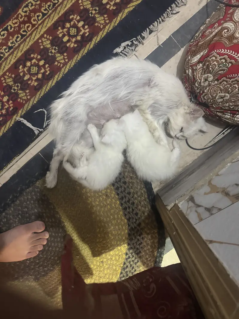 persion cat with 2 babys — photo 3