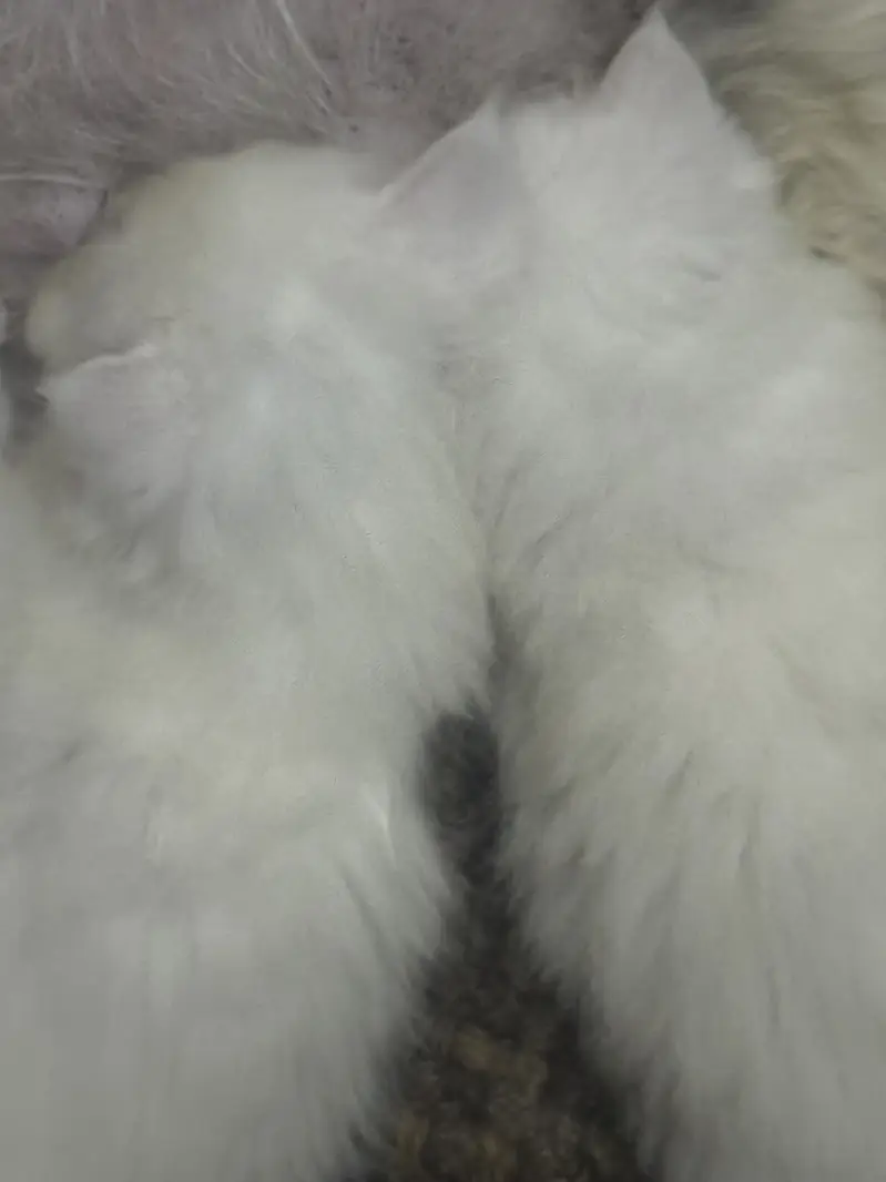 persion cat with 2 babys — photo 4