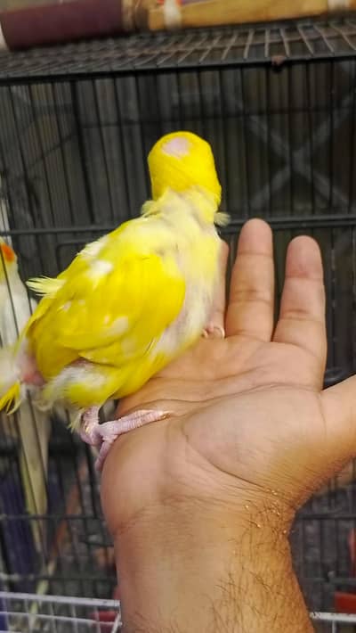 yellow chick