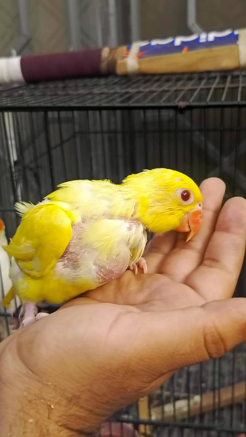 yellow chick 1