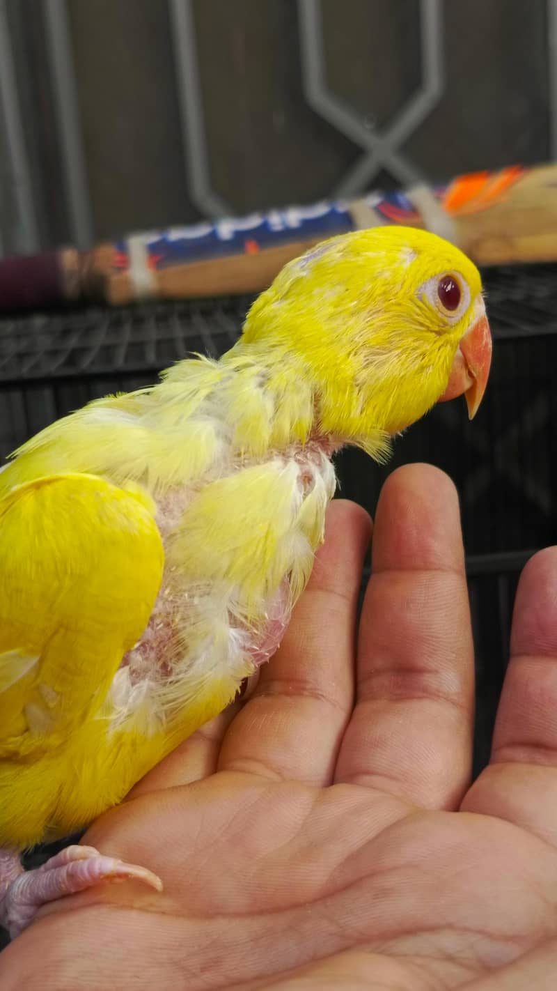 yellow chick 2