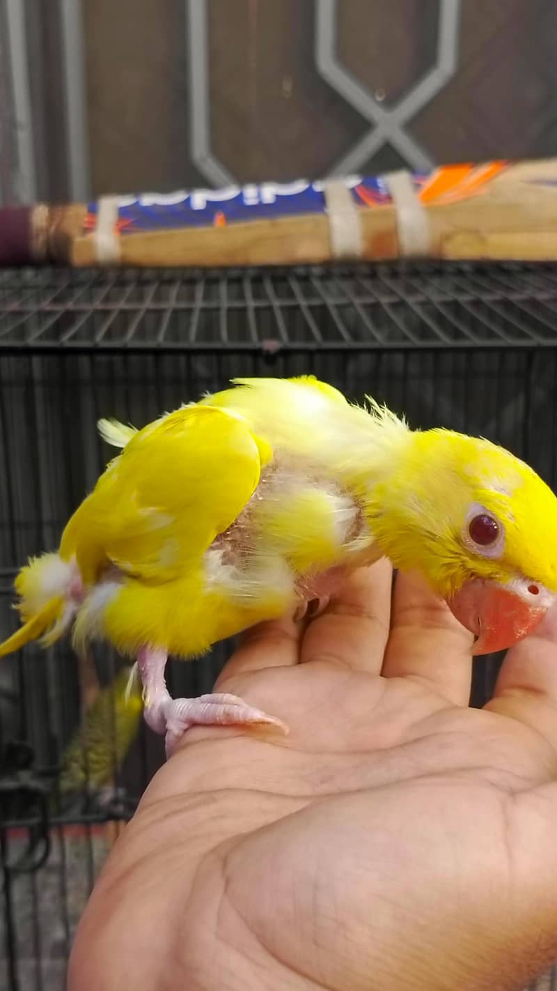 yellow chick 3