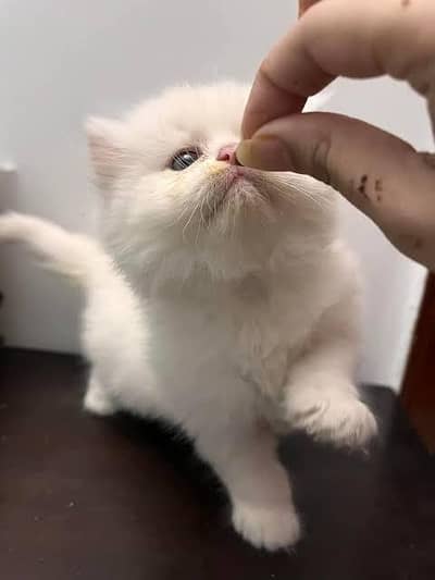 Persian kittens
