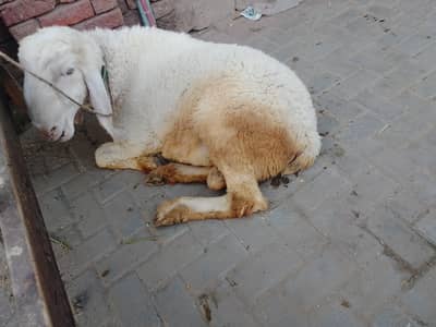 qurbani 2026