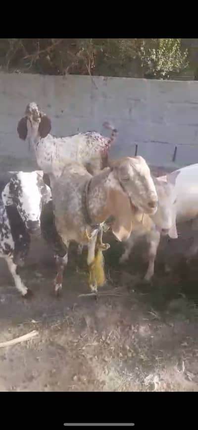 Bakray for sale | Only visit chitti sheikhan wali, Gohad pur