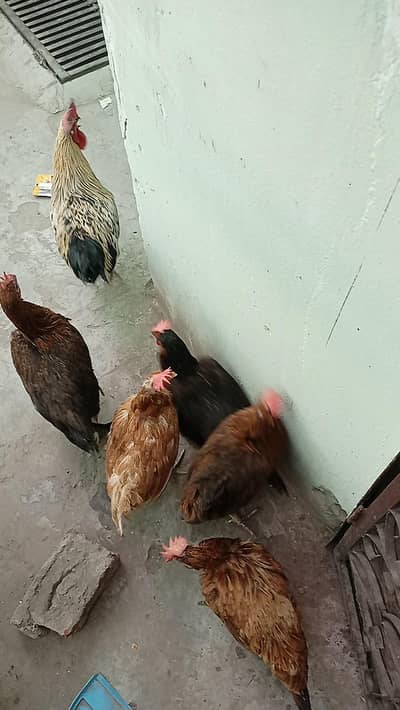 5 murgi 1 murga desi hain anday deti hain