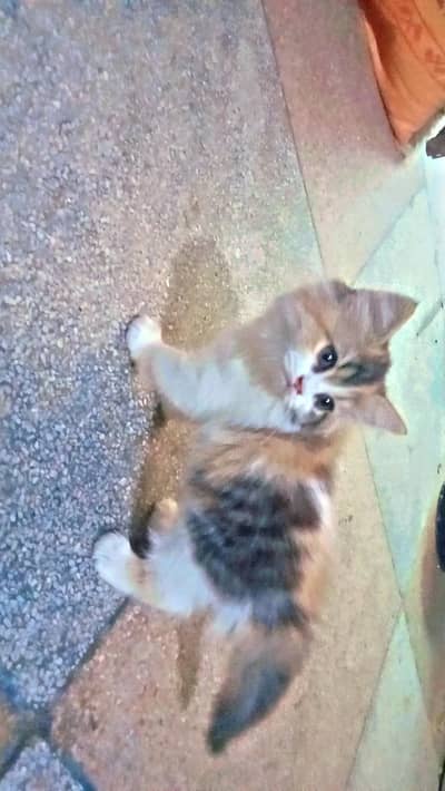beautiful persion cat pair for sale per piece price 10000