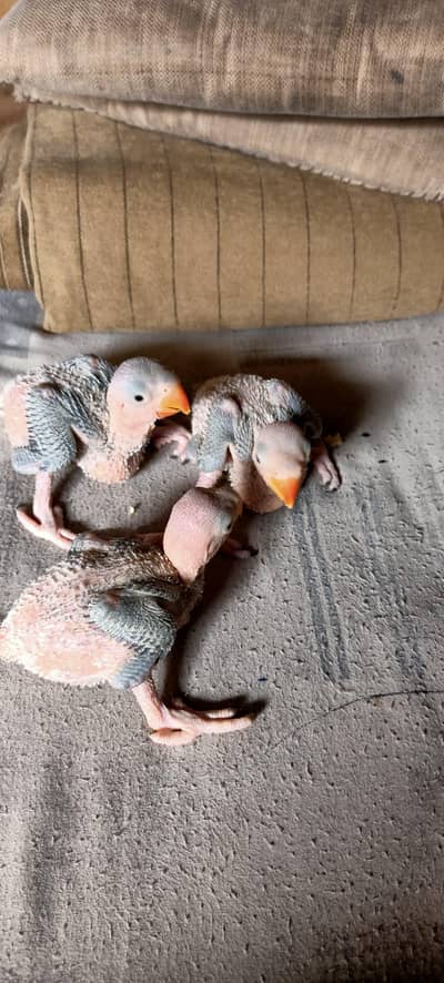 Raw Chicks healthy active