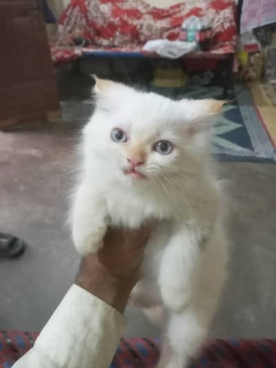 Persian baby 1 kkids femail