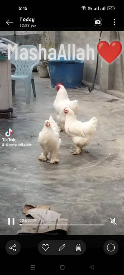 white heavy buff 1 male 2 female