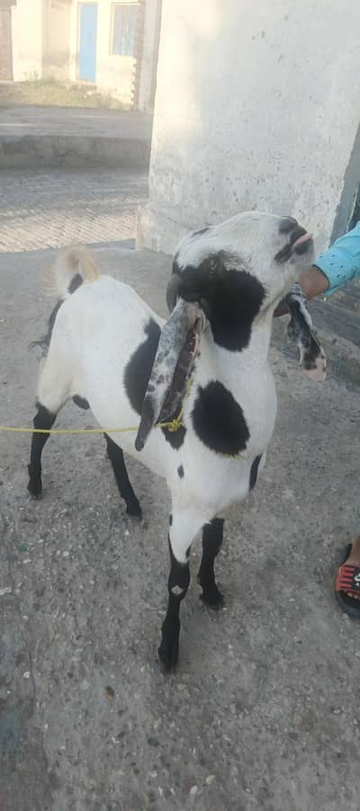 for sale
