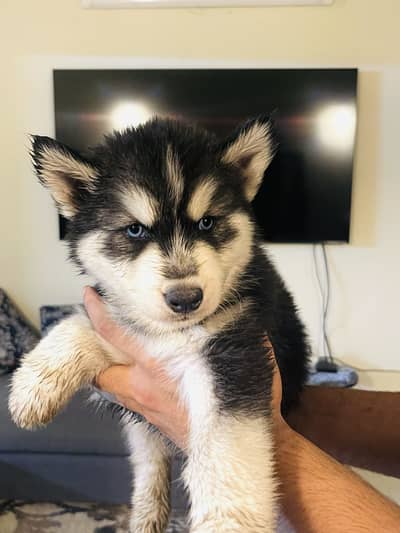 Siberian huskys