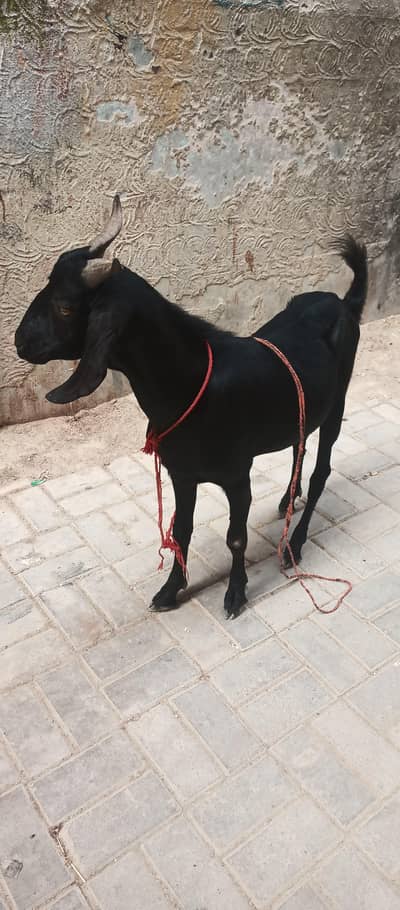 Bakra for sale