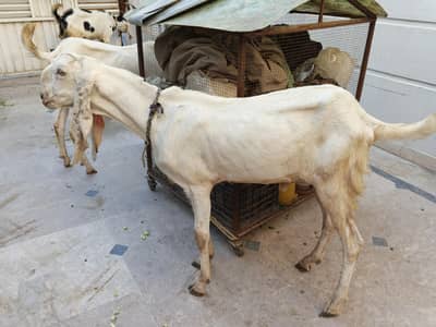 Bkra / Goat Qurbani