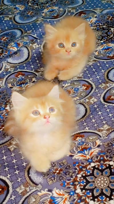 Persian cat pair
