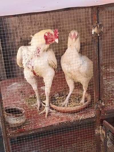 Aseel pair for sale