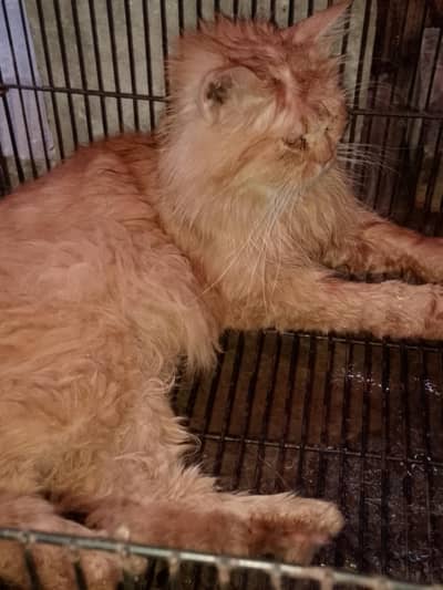 Persian cat male triple code03269421886 WhatsApp