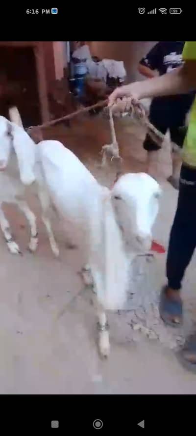 Qurbani Goats