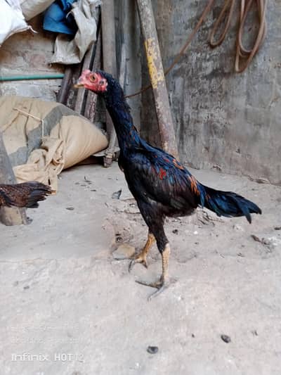 Hera aseel chiks  Thai pakoyea chicks mianwali chiks byngam