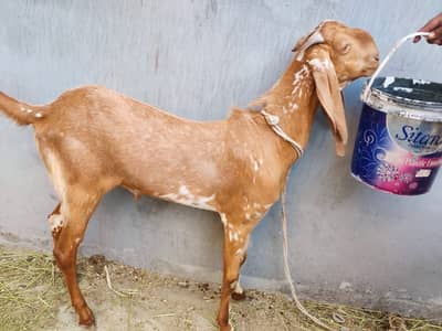 3 Bakra for qurbani 2026