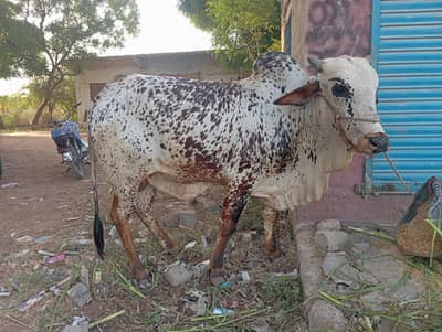 Beautiful Bachra weight 5+ Mun