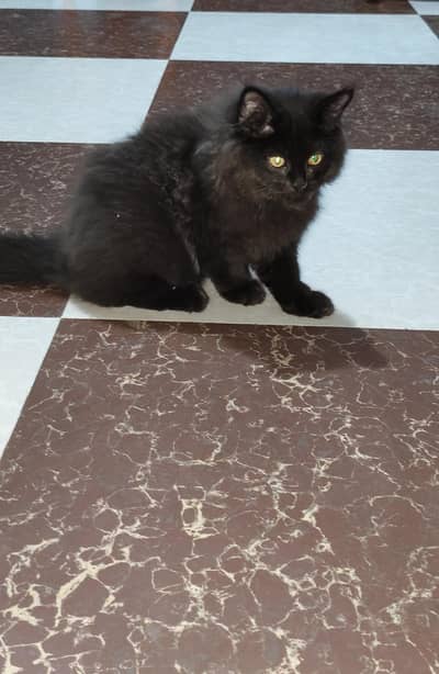 3 months old Persian  mix male kitten