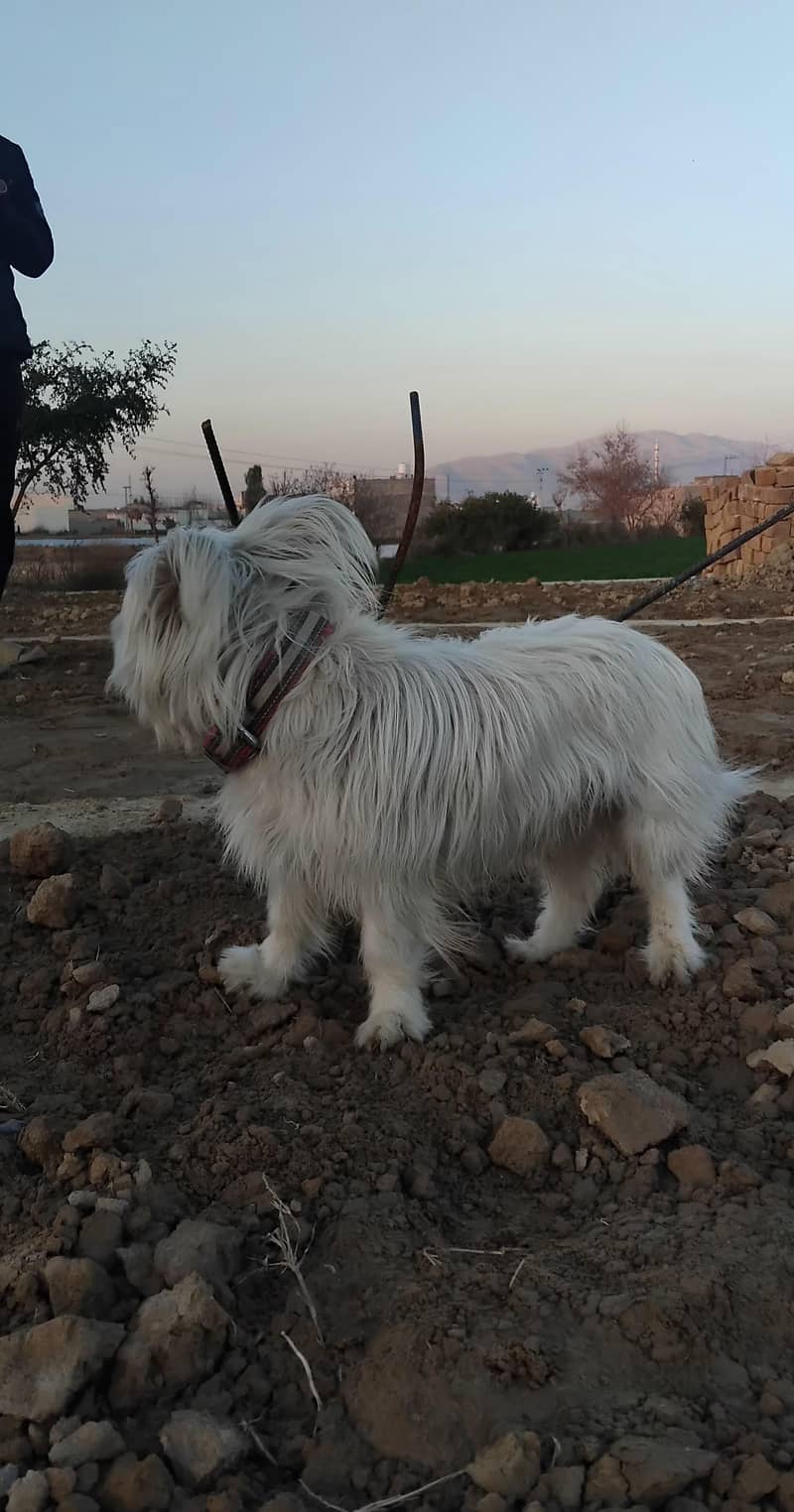 Russian dog 0