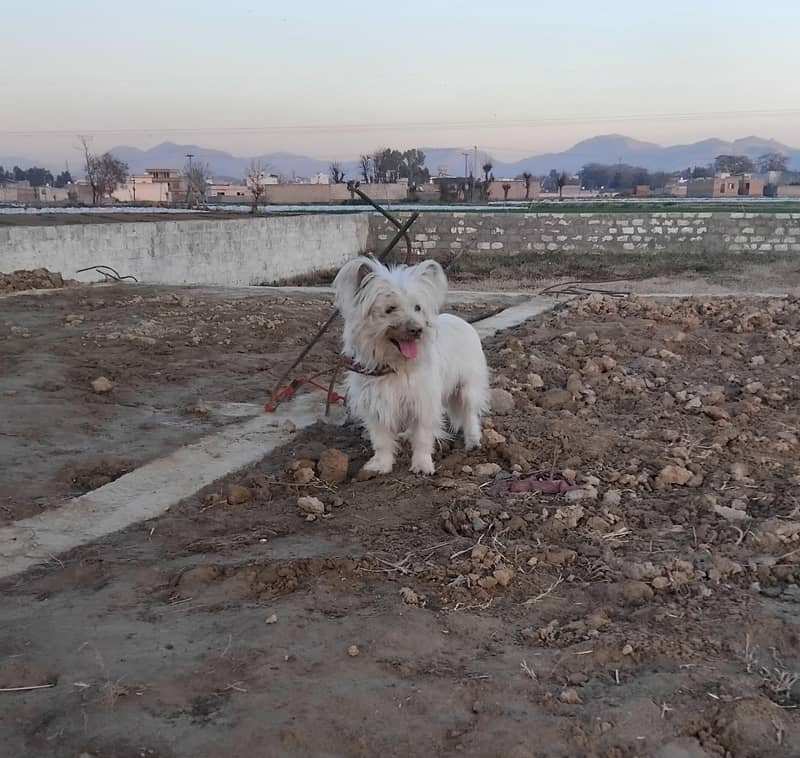 Russian dog 1