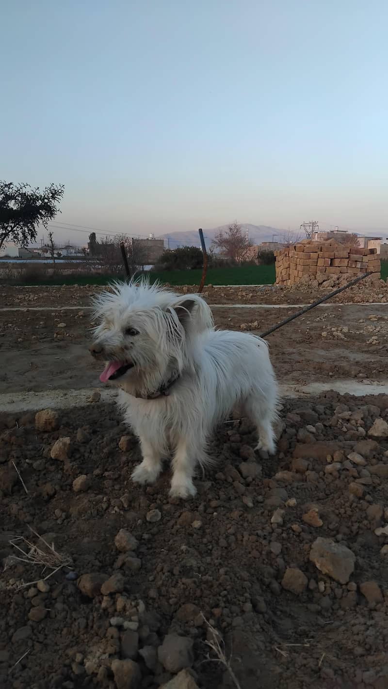 Russian dog 2
