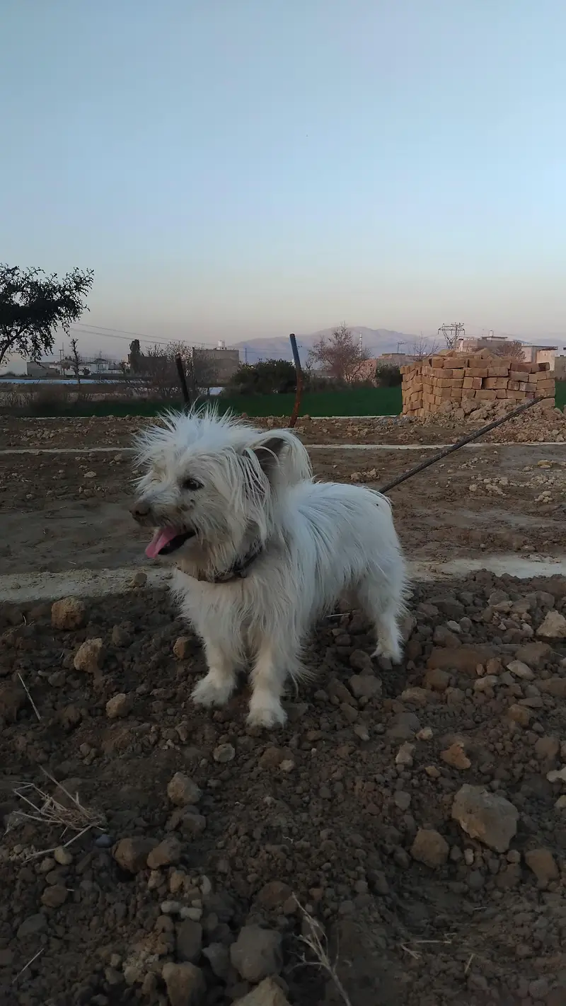 Russian dog — photo 3
