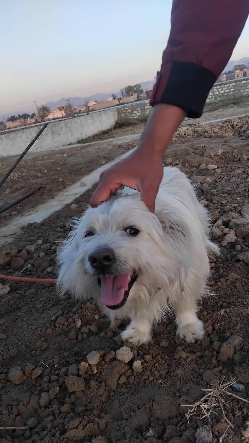 Russian dog 3